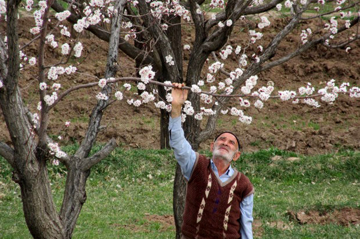 سرمازدگی باغات در چهارمحال و بختیاری/دما خیال بالا رفتن ندارد