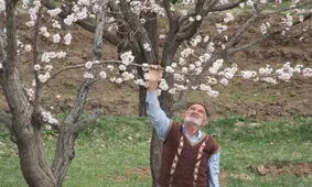 سرمازدگی باغات در چهارمحال و بختیاری/دما خیال بالا رفتن ندارد