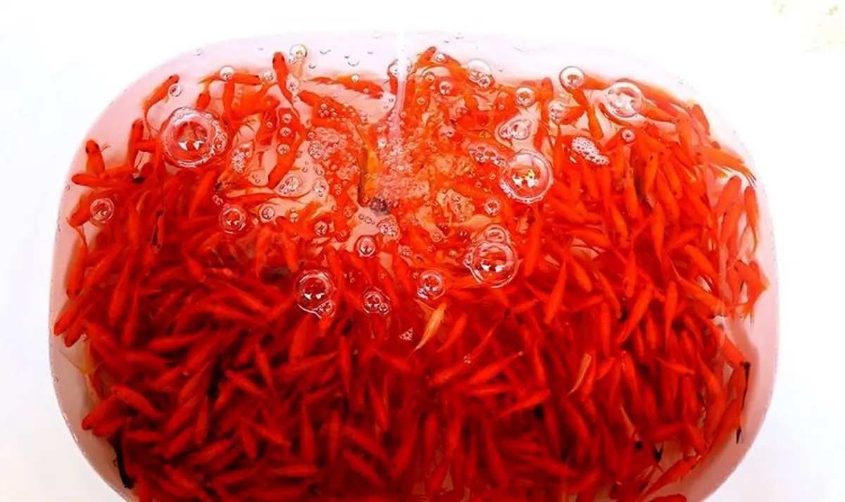 بازار در تب و تاب ماهی قرمز +تصاویر