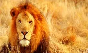 شیر خانگی صاحبش را خورد+عکس