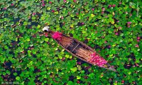 مزارع نیلوفر آبی در بنگلادش + تصاویر