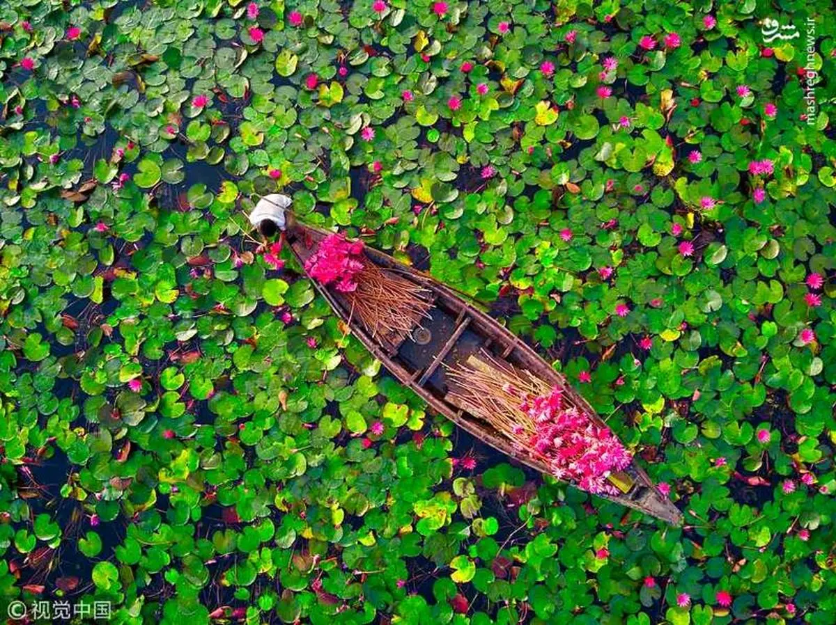 مزارع نیلوفر آبی در بنگلادش + تصاویر
