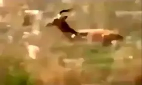 تکنیک های شکار شیر