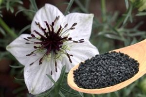 آشنایی با خواص سیاه دانه برای لاغری + طریقه مصرف سیاه دانه