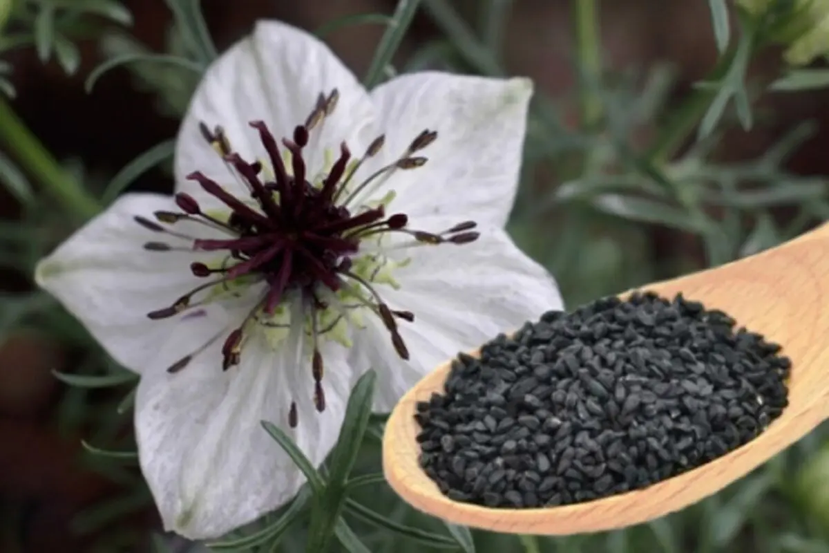 آشنایی با خواص سیاه دانه برای لاغری + طریقه مصرف سیاه دانه