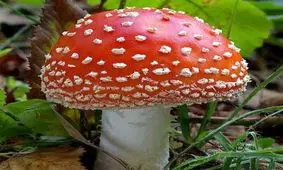 نحوه تشخیص قارچ سمی از قارچ غیر سمی