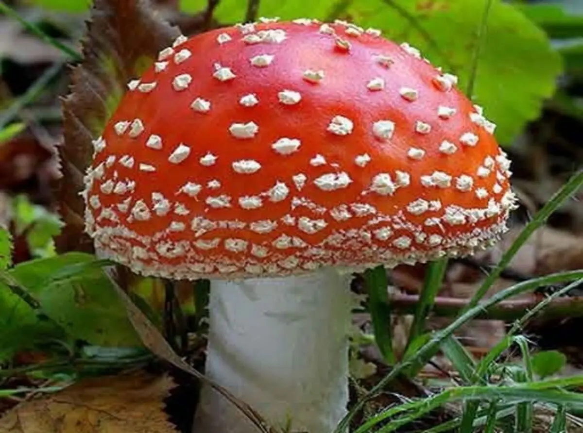نحوه تشخیص قارچ سمی از قارچ غیر سمی