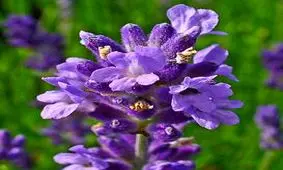 گل زوفا چیست؟ (آشنایی با مضرات و خواص زوفا)