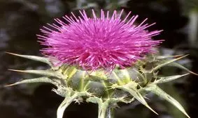 آشنایی با خواص عرق خار مریم + نحوه مصرف خار مریم