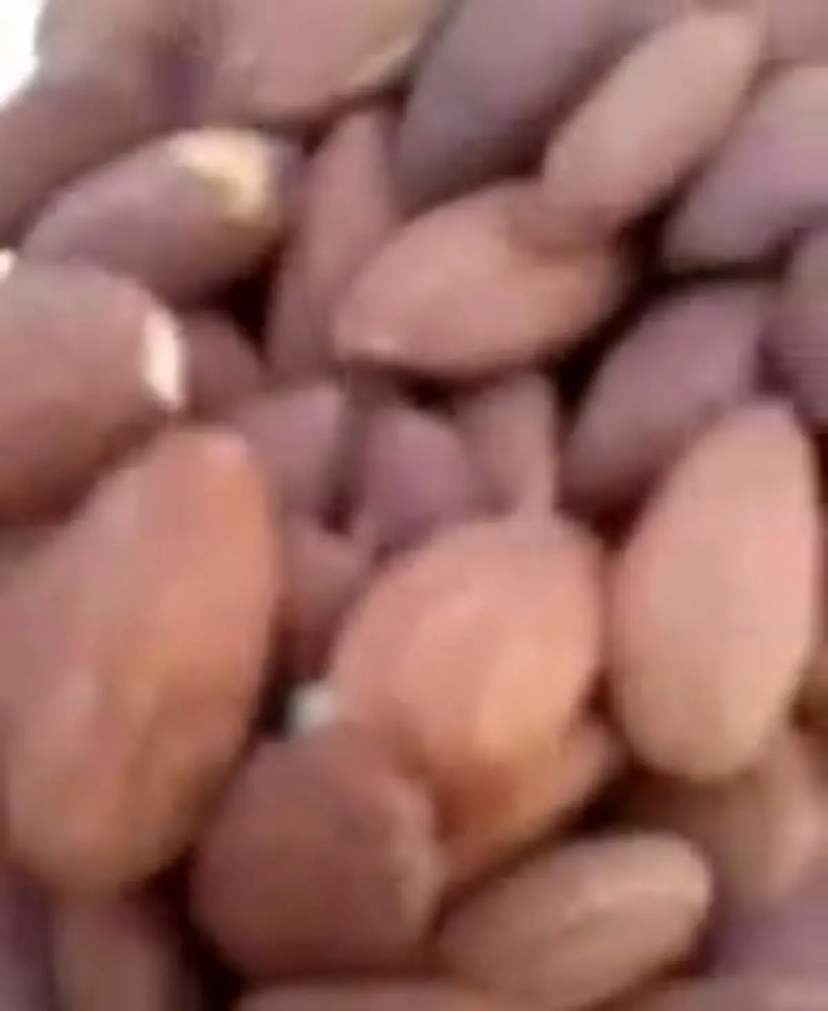 وضعیت شترها در کشورهای عربی