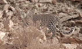 حمله پلنگ به دام‌های عشایر سیستان و بلوچستان