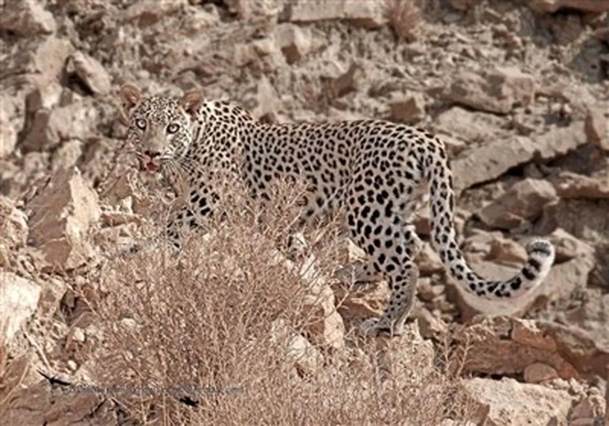 حمله پلنگ به دام‌های عشایر سیستان و بلوچستان