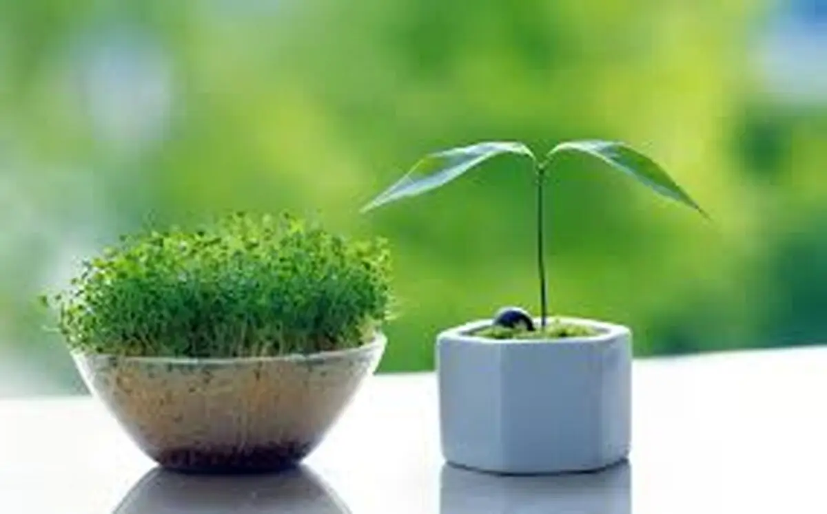 بهترین زمان برای کاشت انواع سبزه عید نوروز