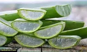 فواید آلوئه ورا برای سلامتی و لاغری