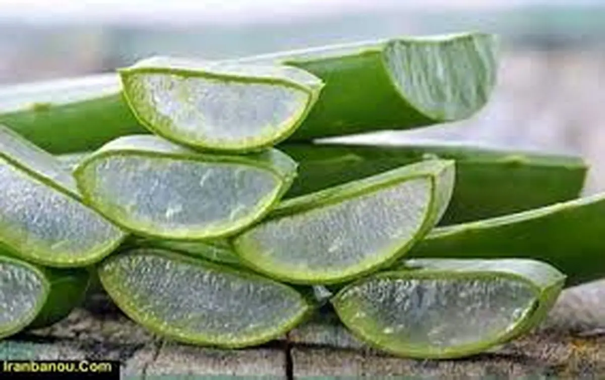فواید آلوئه ورا برای سلامتی و لاغری