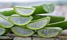 فواید آلوئه ورا برای سلامتی و لاغری
