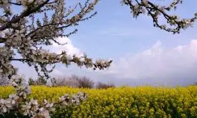 بهار در آزادشهر+ عکس