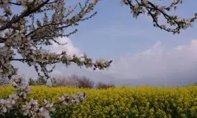 بهار در آزادشهر+ عکس