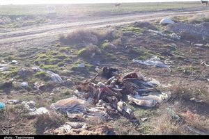 لاشه گاوهای بیمار در تعلل مسئولان استان مرکزی در بیابان رها می‌شود