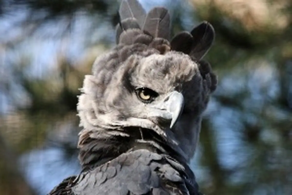 چهره ترسناک عقاب هارپی Harpy Eagle! عکس