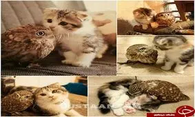 دوستی جالب گربه و جغد+فیلم