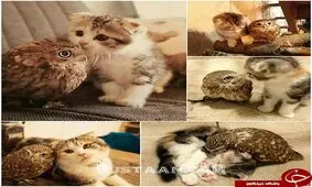 دوستی جالب گربه و جغد+فیلم