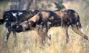 موفق ترین شکارچیان جهان