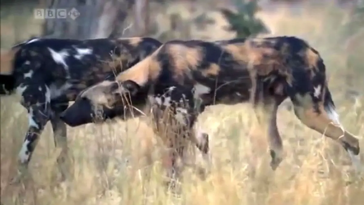 موفق ترین شکارچیان جهان