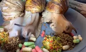 غذا خوردن حلزون های غول پیکر آفریقایی را دیده بودید !؟