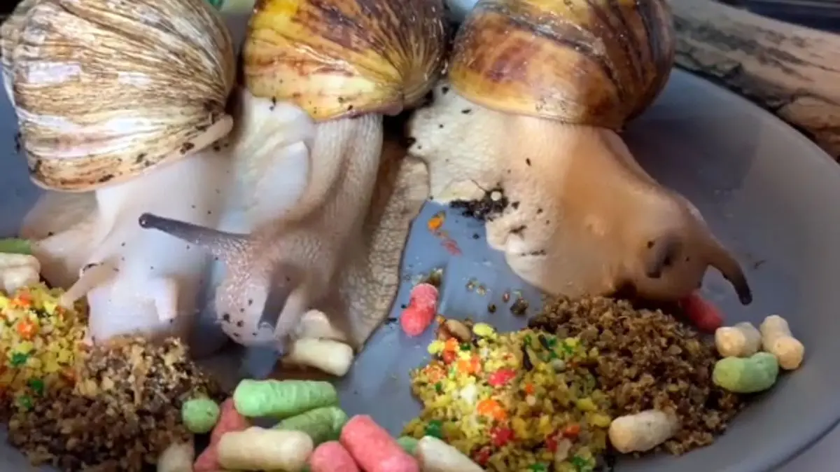 غذا خوردن حلزون های غول پیکر آفریقایی را دیده بودید !؟