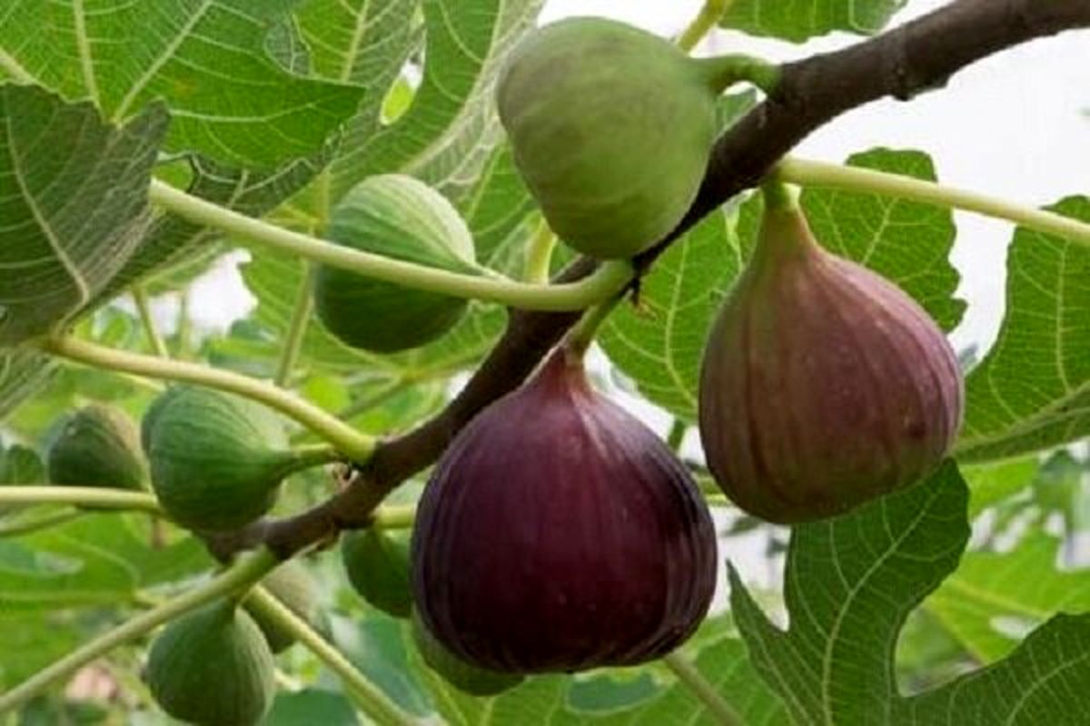 خاتم قطب تولید انجیر میشود/ایجاد اولین انجیرستان با آبیاری نوین