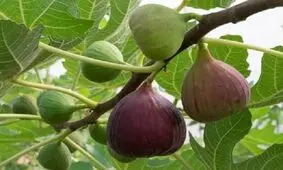 خاتم قطب تولید انجیر می‌شود/ایجاد اولین انجیرستان با آبیاری نوین