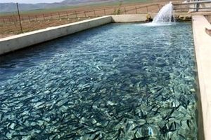 تولید ماهی در استان لرستان افزایش یافت
