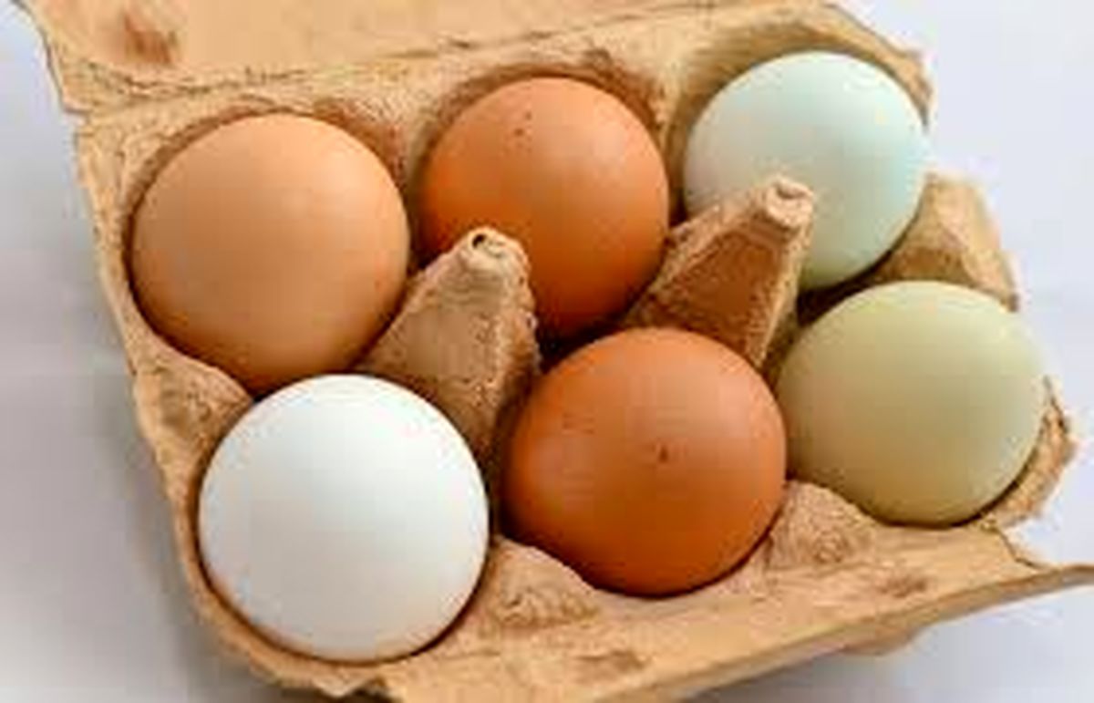 اهمیت تخم مرغ در رژیم غذایی