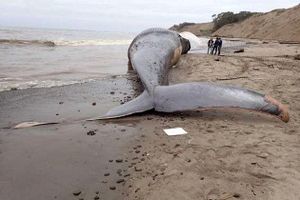 برخورد قایق با نهنگ در ژاپن ۸۷ زخمی برجای گذاشت