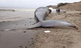 برخورد قایق با نهنگ در ژاپن ۸۷ زخمی برجای گذاشت