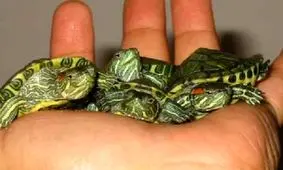 خرید و فروش گونه های حیات وحش در آذربایجان غربی ممنوع شد