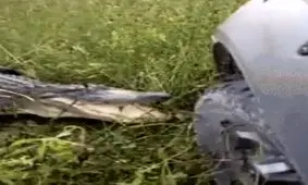 قدرت آرواره های کروکدیل!!!