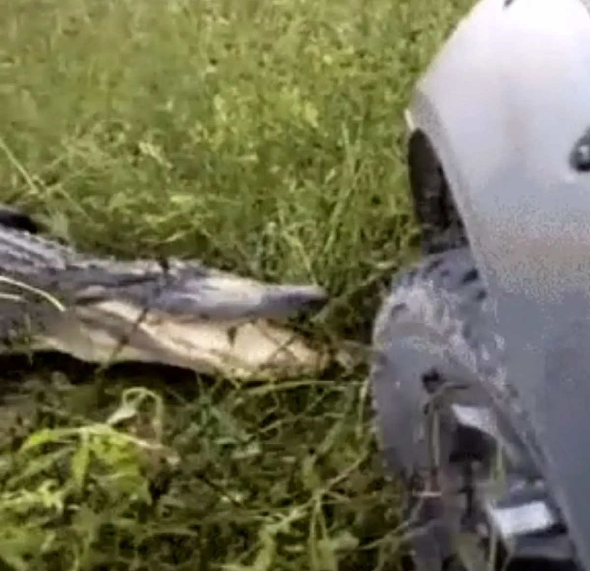 قدرت آرواره های کروکدیل!!!