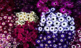 گیاهی مرگبار که بازار خرید آن در نوروز داغ است! + تصاویر