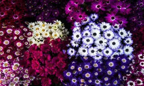 گیاهی مرگبار که بازار خرید آن در نوروز داغ است! + تصاویر
