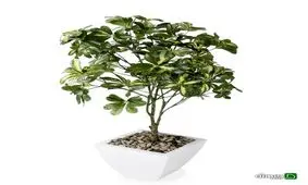 ۶ درختچه آپارتمانی که به منزل شما زیبایی می‌بخشند + تصاویر