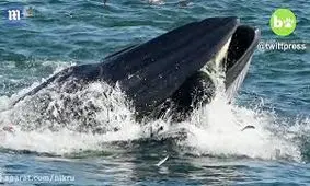 لحظه بلعیدن غواص توسط نهنگ!/فیلم