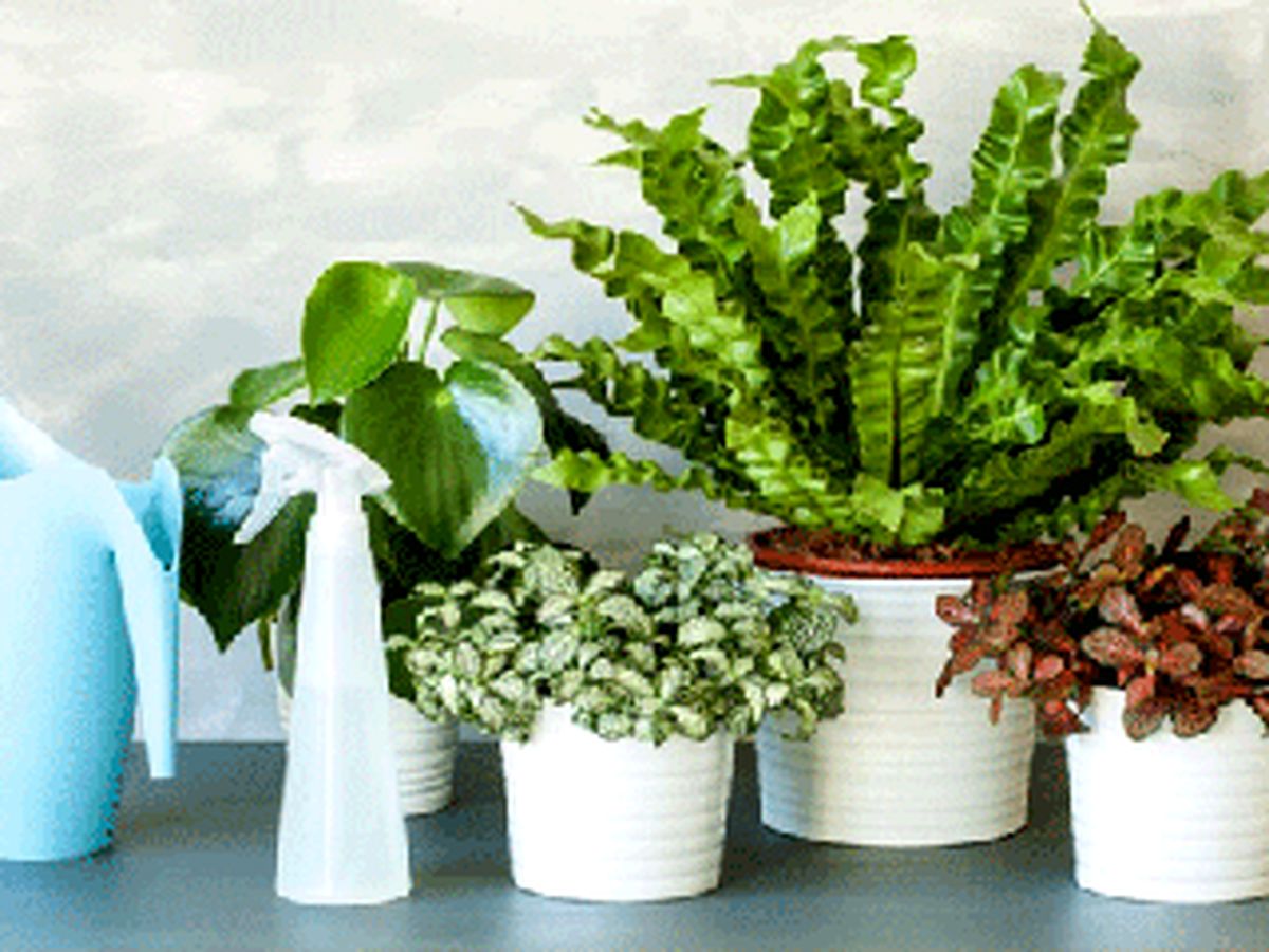 معرفی راههایی مؤثر برای شاداب کردن گیاهان پژمرده
