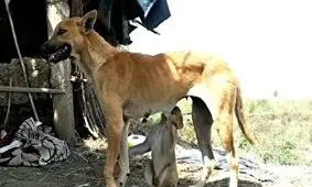 مادری کردن یک سگ برای بچه میمون + فیلم