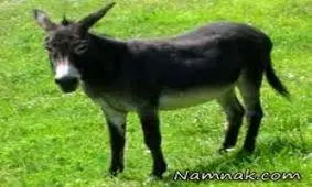 خوردن گوشت الاغ هیچ ضرری ندارد!