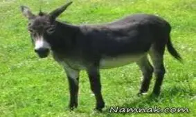 خوردن گوشت الاغ هیچ ضرری ندارد!