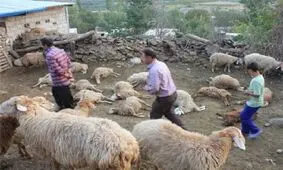 دارایی دامداران در چنگال گرگ ها/نمک پاشی معدنی ها بر زخم چوپانان