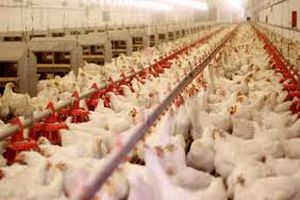 واردات گوشت مرغ ضربه بزرگی به واحدهای تولیدی وارد می کند