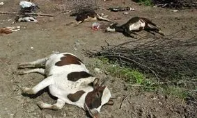 مشاهده 15 کانون تب برفکی در استان مرکزی/کل شهر داوودآباد ضدعفونی می شود